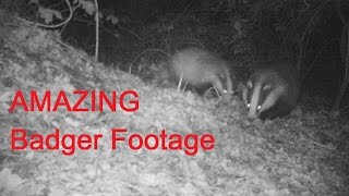 Rare Badger Footage  Plus Facts About Badgers  MUST WATCH [upl. by Xonel748]