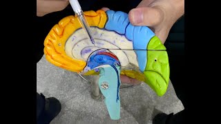 Cerebral Aqueduct  Third Ventricle  Brain  NeuroAnatomy  Model Explained [upl. by Ytsenoh938]