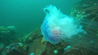 Crumbstone Farne Islands Diving [upl. by Jeana]