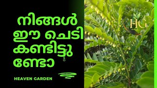 Phyllanthus buxifolius Plantgardening plants outdoor plantsbuxifolius pistasia [upl. by Elyrehc]