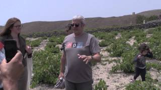 Assyrtiko vineyard with Yiannis [upl. by Ardnasac]