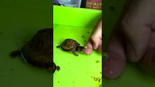 Feeding Homemade food  turtle pets kachua shorts tortoise [upl. by Nyliac]