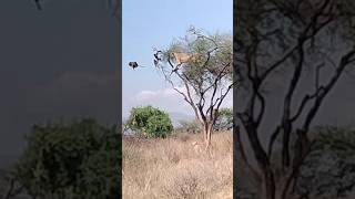 Lionesses hunting Baboons foryou lion trendingshorts trending viralvideos russiaindia [upl. by Lynea]