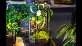 DIY tutorial：how to plant a Paphiopedilum micranthum orchid and moss in a tall close vintage [upl. by Wadell]