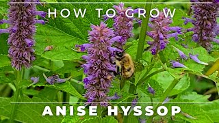 Complete Guide to Anise Hyssop  GrowCareGerminationUses [upl. by Pedersen]