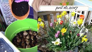 How To Plant Daffodil Tulip Crocus planter Lasagna Style 2018 [upl. by Nhtanhoj]