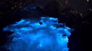 Bioluminescent WaddenSea Sea Sparkle Zeevonk Terschelling 2nd Night 03062017 [upl. by Hoj]