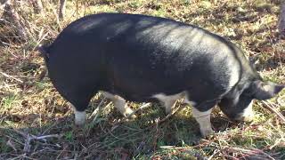 Briden Farm Berkshire Pigs on SilvoPasture at the Barn Property [upl. by Christiano]