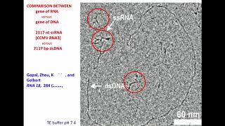 In Vitro Reconstitution of VirusLike Particles for the Delivery of SelfReplicating RNA Genes [upl. by Enisamoht]