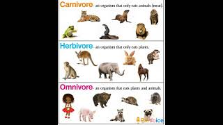 Carnivore Herbivore Omnivore [upl. by Ahsocin]