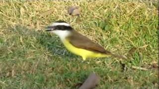 Great kiskadee  Pitangus sulphuratus  CrownFeedingVocalization  Celso Paris [upl. by Latsyk]