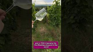 German Riesling wine trip to Rheingau 31daysofgermanriesling wine winetrip stalbans riesling [upl. by Rutra64]