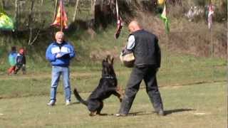 Rottweiler attacco lanciato 2 [upl. by Reece]