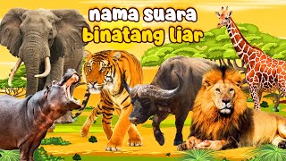 Nama suara binatang liar di afrika  suara harimau mengaum  suara gajah [upl. by Catton684]