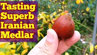 How Medlar Fruit Tastes The Variety Iranian Medlar [upl. by Kerrin]