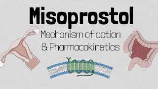 Misoprostol Mechanism of action [upl. by Aihseym]