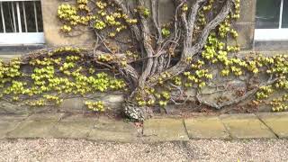 The incredible Boston Ivy growing on the West front of Erddig House NT near Wrecsam Cymru Wales UK [upl. by Anod]