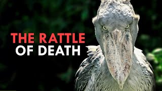 The Dinosaur Bird That Eats Baby Crocodiles And Other Weird Animals [upl. by Irahcaz]