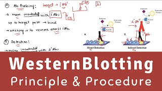 Western Blot  Western Blot Technique  Western Blot  Immunoblotting Principle amp Procedure [upl. by Lesser539]