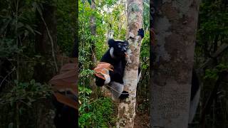 Lemur Enjoying a Meal 😍 [upl. by Tnahsarp951]