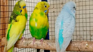 8 Hr Budgies Chirping Talking Singing Parakeets Sounds Reduce Stress  Relax to Nature Bird Sounds [upl. by Mastrianni]