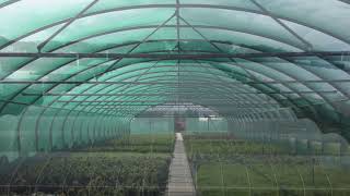 Northern Polytunnel Commercial Video [upl. by Bolt]