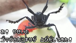 【昆虫】ゴマダラカミキリを飼ってみた [upl. by Meador]