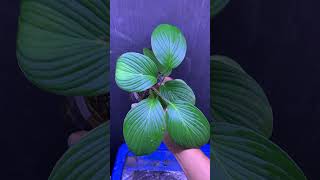 Homalomena sp Sumatera ホマロメナ plants homalomena indoorplants indoorgardening [upl. by Fortunio]