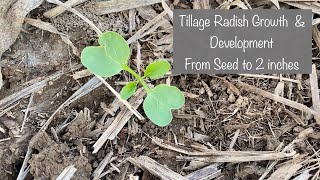 Cover Crop Tillage Radish Growth and Development [upl. by Vish138]