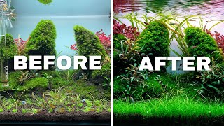 HOW TO TRIM AQUARIUM PLANTS LIKE A PRO [upl. by Loggia]