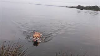 Mixing it Up wildfowling duck shooting hunting waterfowling Ireland lough neagh [upl. by Laraine]