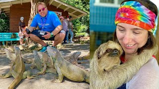 Amazing Royal Caribbean Excursion in Roatan Honduras Sloth Monkey amp Iguana Interaction [upl. by Brogle]