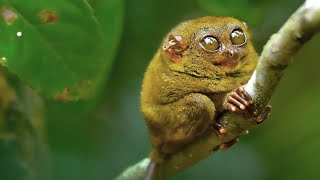 Tarsier Monkey [upl. by Tiebold]