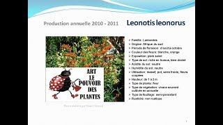 conseils jardinage Leonotis leonorus fiche technique plante annuelle [upl. by Gone484]