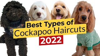 Best Types of Cockapoo Haircuts 🐶 Puppy Teddy Bear Cocker Spaniel Lamb Summer 🐶 [upl. by Devol]