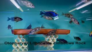 Integral Aquatics Otopharynx lithobates Zimbabwe Rock [upl. by Machute]