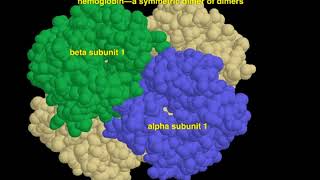 oligomeric proteins [upl. by Warde]