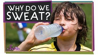 Why Do We Sweat  Sports Science  SciShow Kids [upl. by Rudelson]