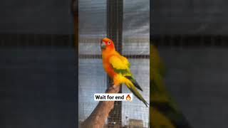 sun conure breeding pair🔥  how to breed sun conures  shorts [upl. by Yrrad]