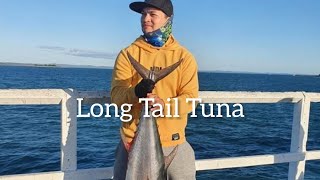 Hervey Bay Fishing Urangan Pier  Tuna 20 kgs [upl. by Ahmed]