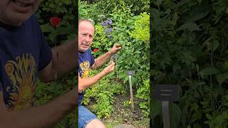 Jacobs ladder polemonium ediblegarden herbs explore cottagegarden adventure permaculture [upl. by Harland]