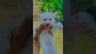 Cute kitten meowing loudly 😍❤️🥰 shorts cat kitten shortfeeds [upl. by Aya468]