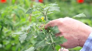 Tip for Tomato Transplants Pinch off Flowers [upl. by Stephenie]