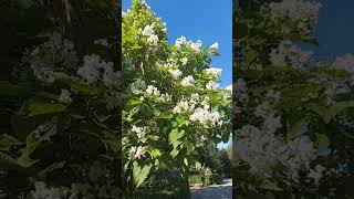 Catalpa tree blooming [upl. by Wimsatt]