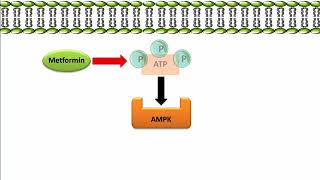 Metformin  Mechanism of Action [upl. by Hampton510]