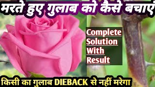 मरते हुए गुलाब🌹 को कैसे बचाएं How To Care Rose🌹Plantroseplant dieback rosecare [upl. by Ramberg232]