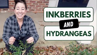 Planting Inkeberries and Smooth Hydrangea  Gardening in the Woodland and Shade w Native Plants [upl. by Carmel]