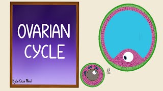 Ovarian Cycle  Menstrual Cycle  Part 1  Folliculogenesis  Reproductive Physiology [upl. by Ettenna]