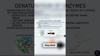 How Denaturing Completely Changes Enzyme Activity [upl. by Ronen251]