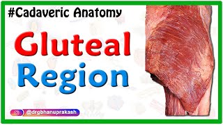 Gluteal region  Cadaveric Anatomy [upl. by Sylvia380]